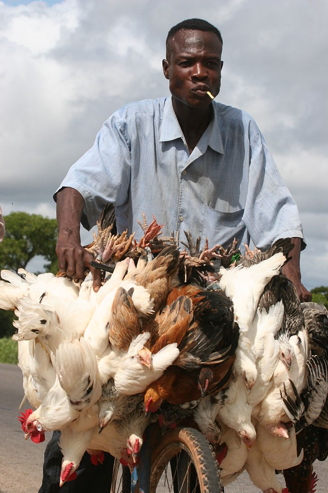 Burkina Faso - transport of chickens.
