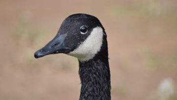 Goose_Up_Close