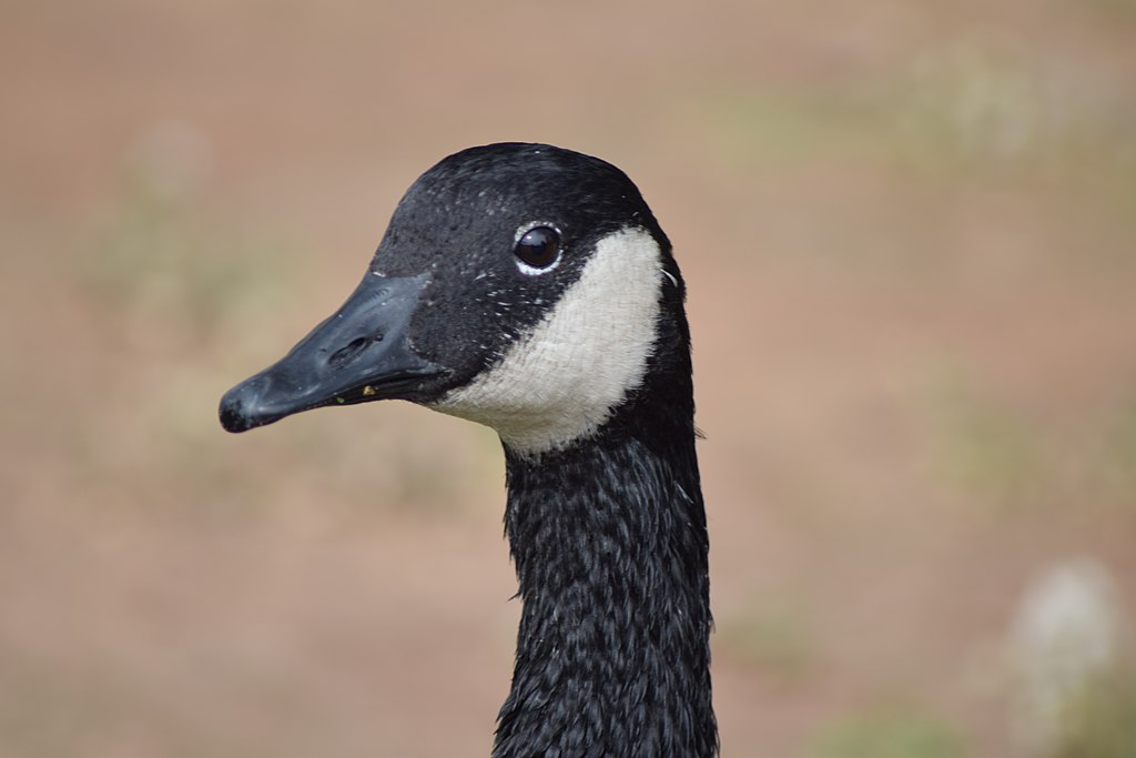 Goose_Up_Close