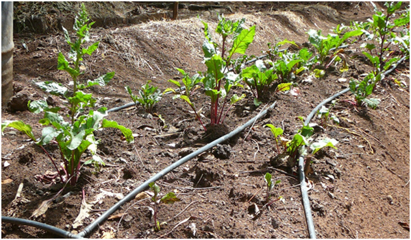 Production de légumes à Addis Abeba avec irrigation goutte à goutte