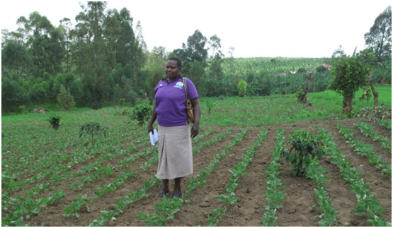 Production de semences dans une petite exploitation agricole en Ouganda