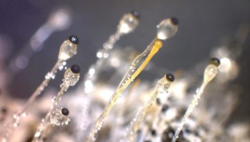 Pilobolus_sporangia_in_close_view.  Source: https://commons.wikimedia.org/wiki/File:Pilobolus_sporangia_in_close_view.jpg