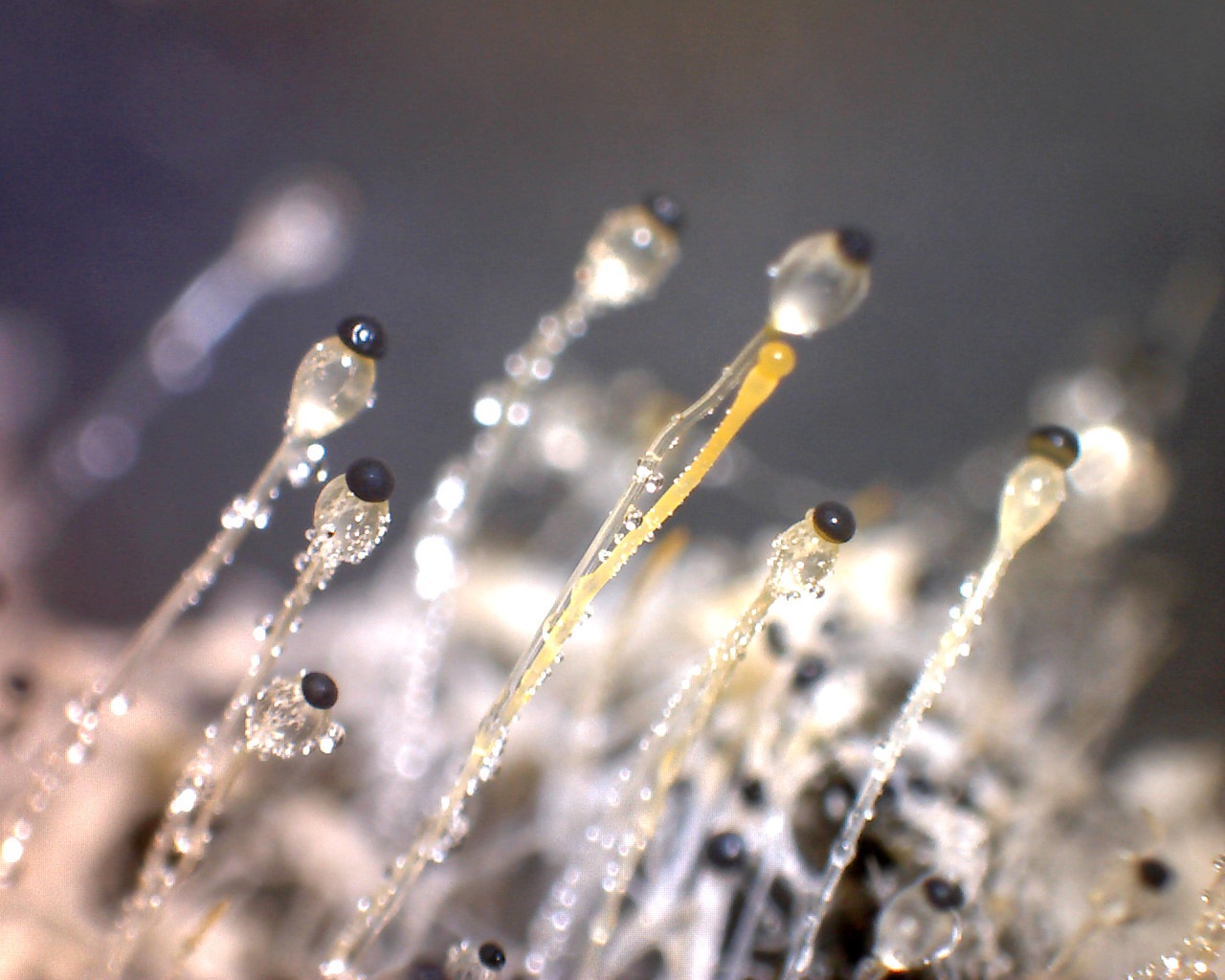 Pilobolus_sporangia_in_close_view.  Source: https://commons.wikimedia.org/wiki/File:Pilobolus_sporangia_in_close_view.jpg