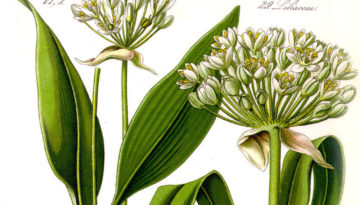 Illustration_Allium_ursinum1-c