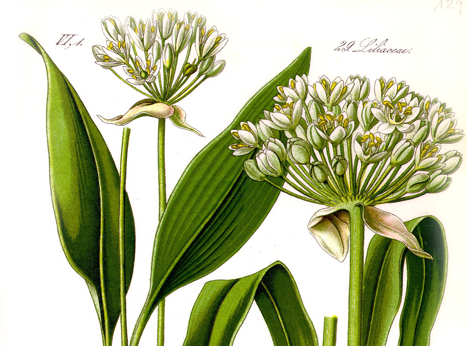 Illustration_Allium_ursinum1-c