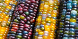 corn-2798026_c