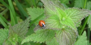 ladybug-1331183_640