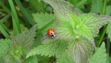 ladybug-1331183_640