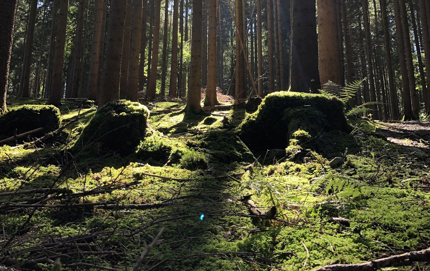 forest-4515645cc