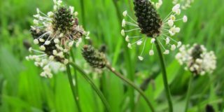 plantago-lanceolata-gdf1bc3791_1920c
