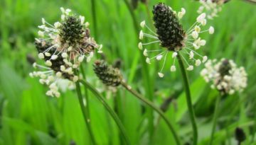 plantago-lanceolata-gdf1bc3791_1920c