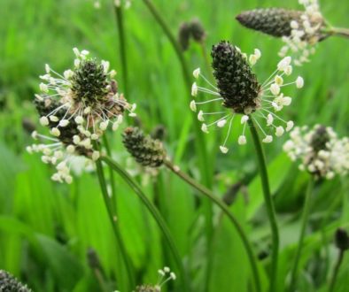 plantago-lanceolata-gdf1bc3791_1920c