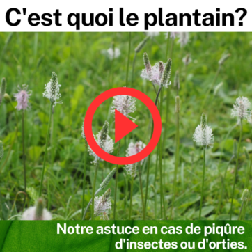 Page avant astuce plantain